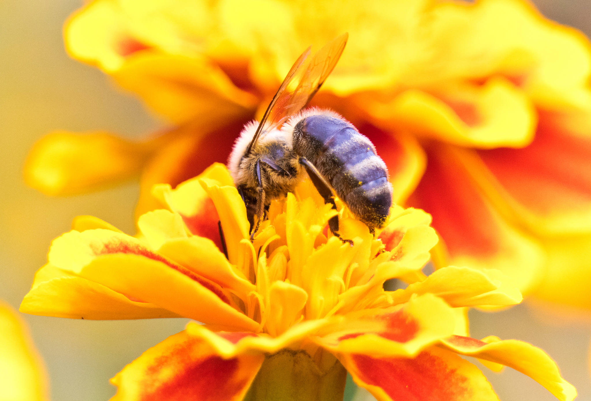 Bees at work - My, Bees, Flowers, The photo, Nature, Longpost