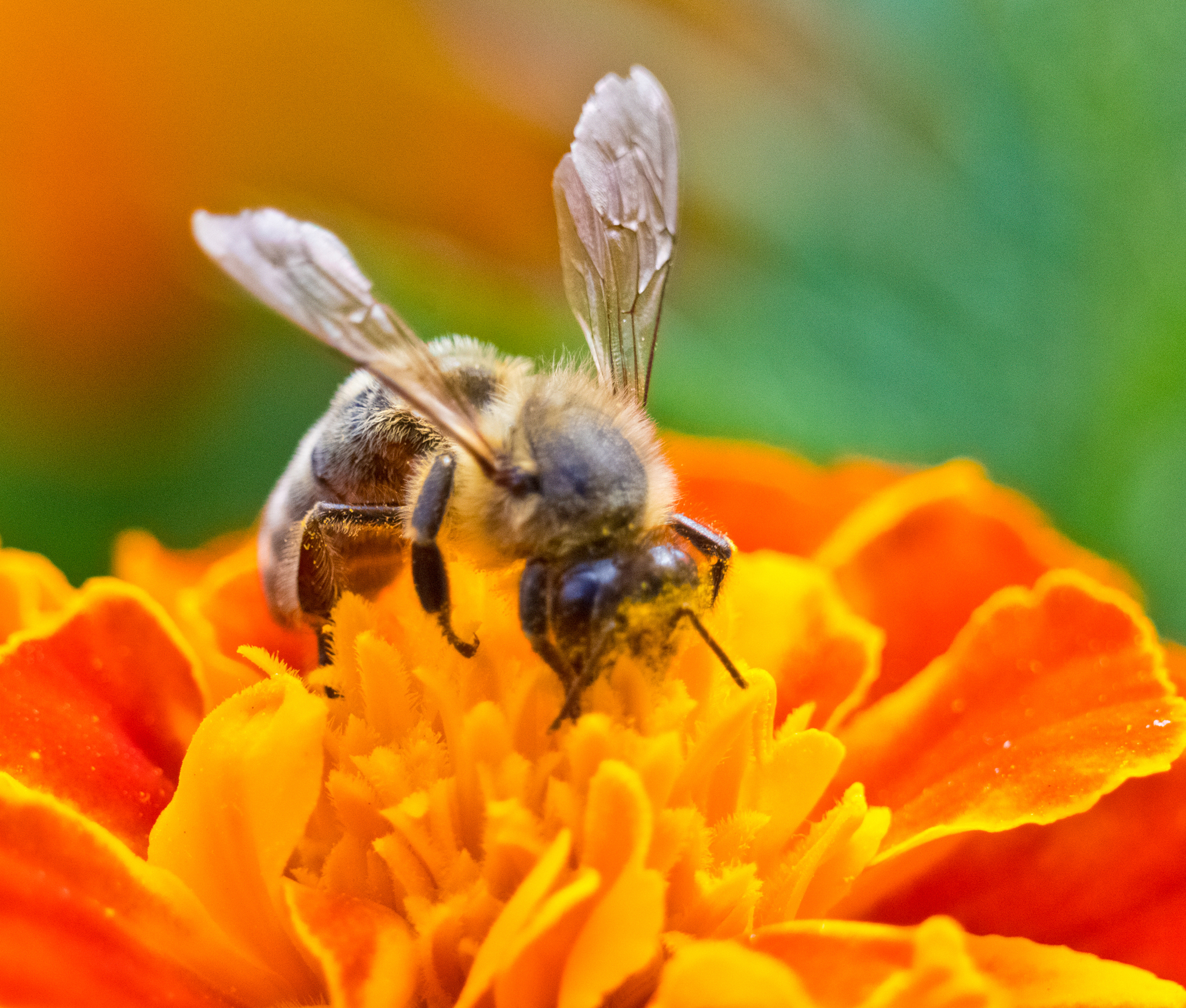 Bees at work - My, Bees, Flowers, The photo, Nature, Longpost