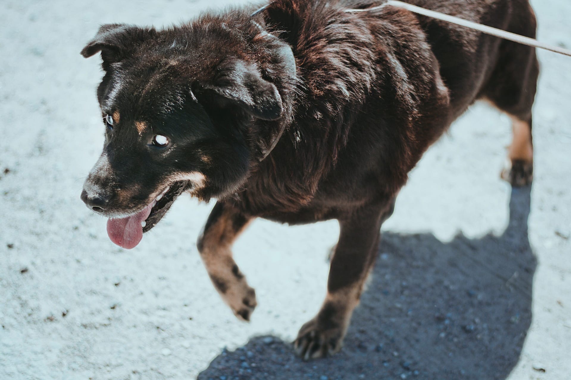 I took a blind dog out of the shelter for a walk and didn’t believe that he was blind - My, Kindness, Good, Pets, Dog, Dogs and people, Animal shelter, Longpost, The blind