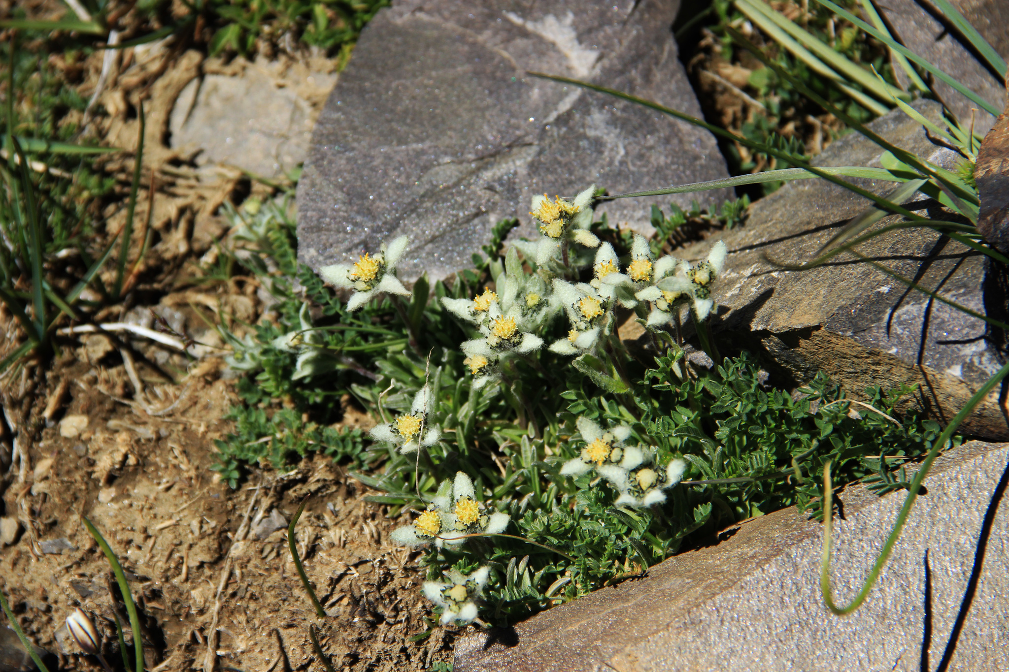 Edelweiss - My, Edelweiss, Flowers, Tajikistan, Longpost, Pamir