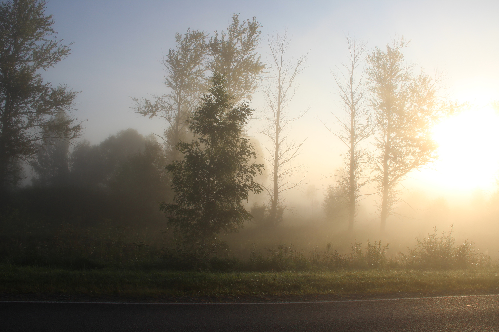 Just a photo - My, The photo, Nature, Fog, beauty, Atmospheric, Longpost