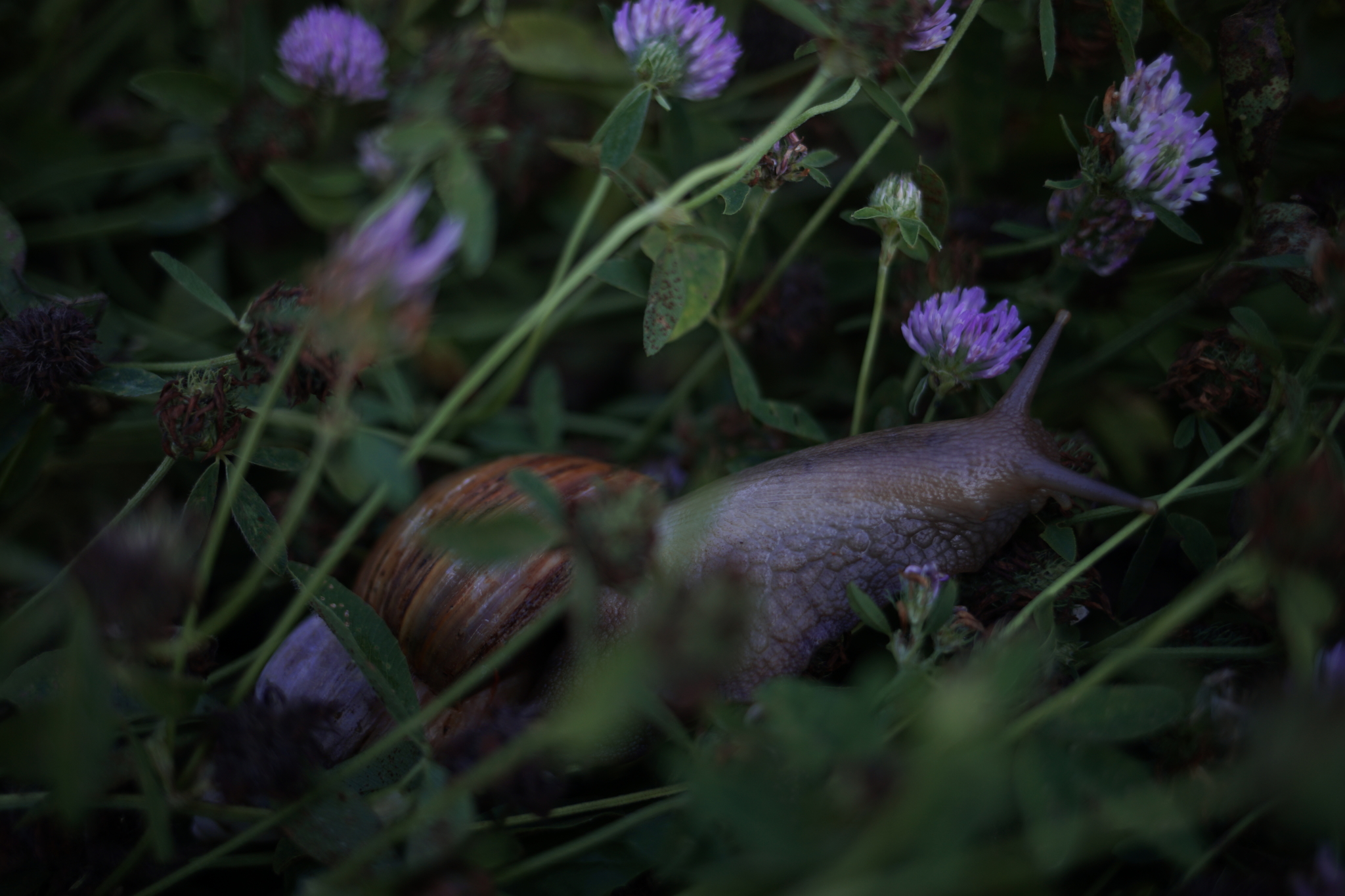 Snails - My, Snail, Achatina, The photo, Longpost