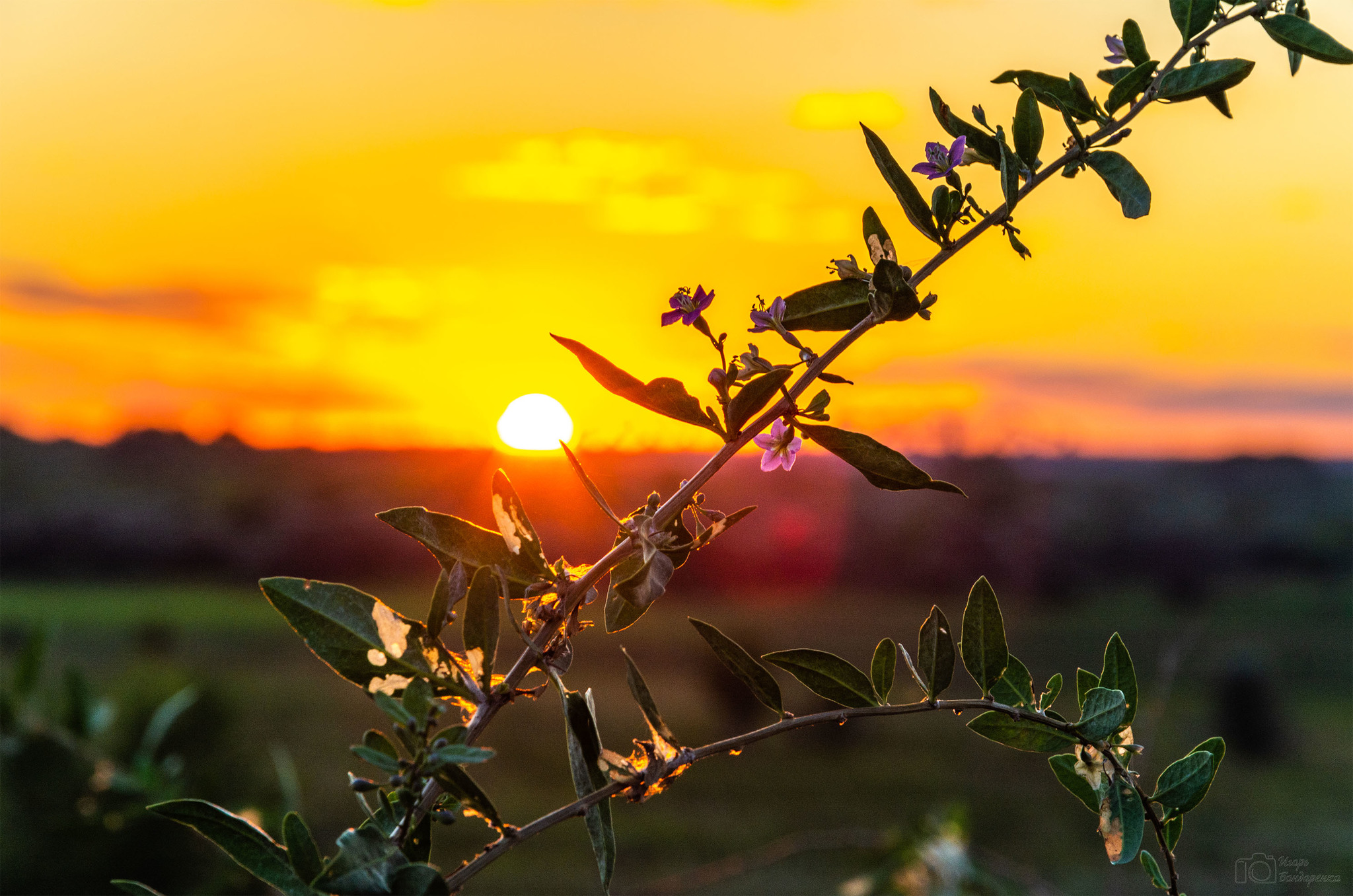 August photos - My, The photo, Nikon d5200, Nikon, Nature, Sunset