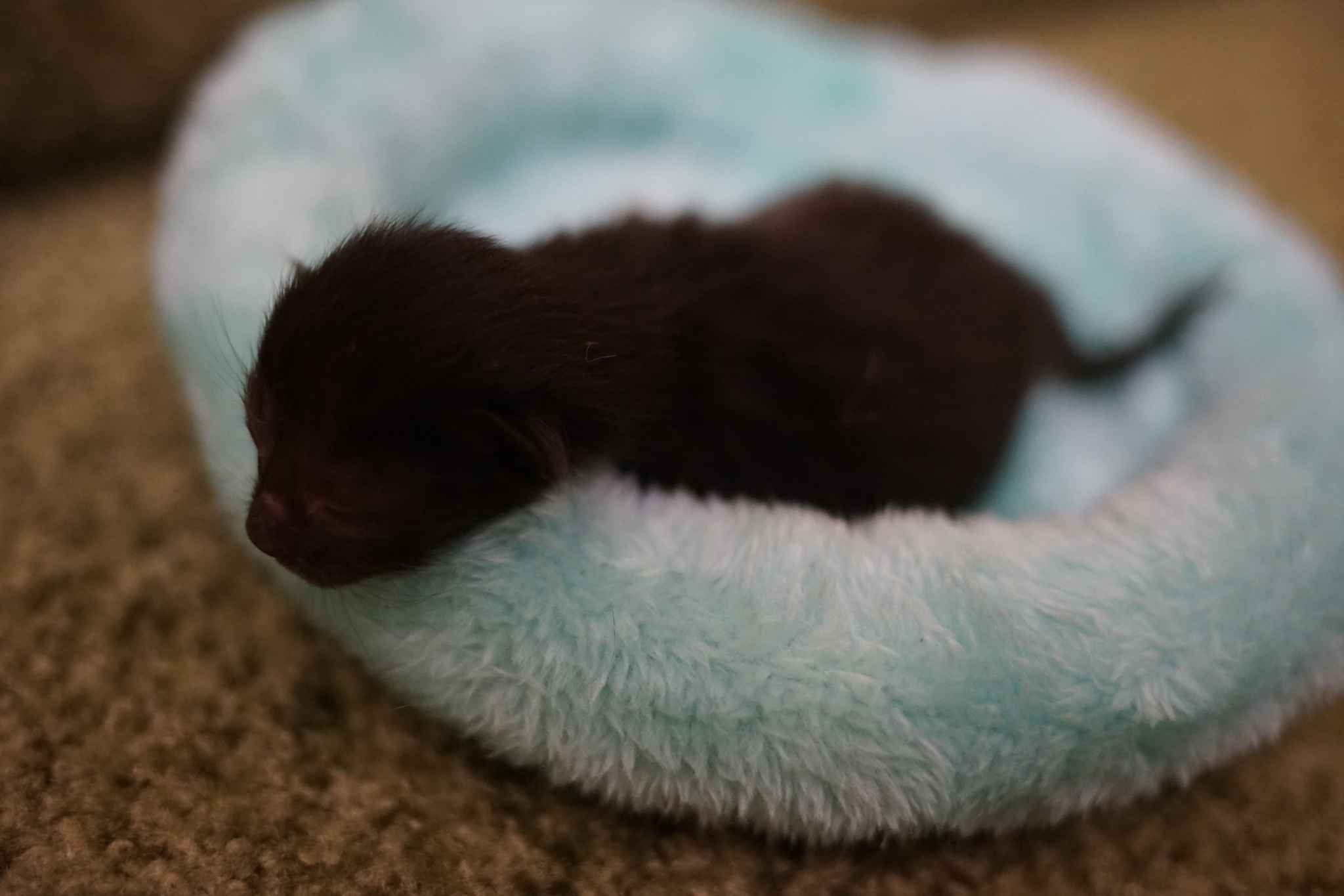 First photos of kittens - My, Kittens, Overexposure, Longpost, cat