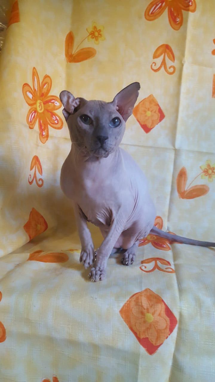 The fighting sphinx cat is in the most reliable hands! - cat, Don Sphynx, Moscow, No rating, In good hands, Longpost