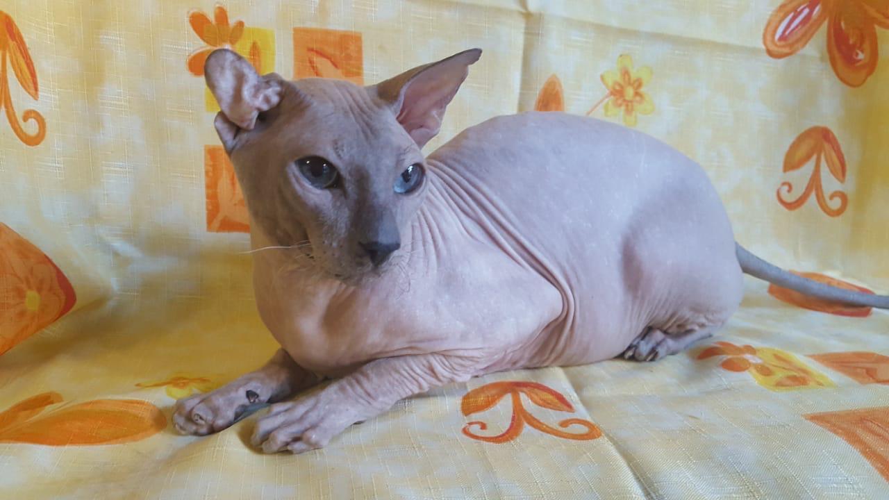 The fighting sphinx cat is in the most reliable hands! - cat, Don Sphynx, Moscow, No rating, In good hands, Longpost