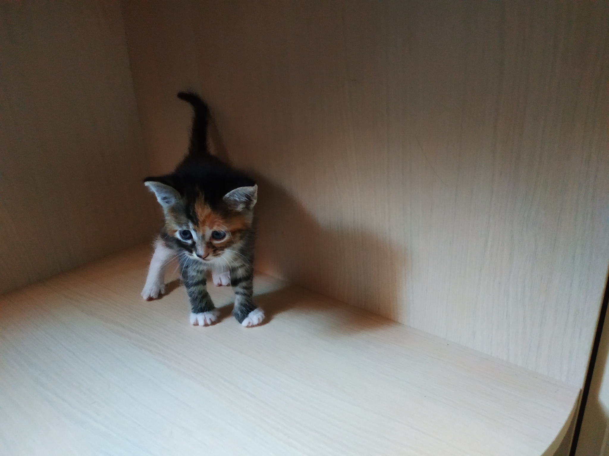 Kittens in good hands - My, In good hands, Kittens, Is free, Longpost, cat, Moscow region, No rating