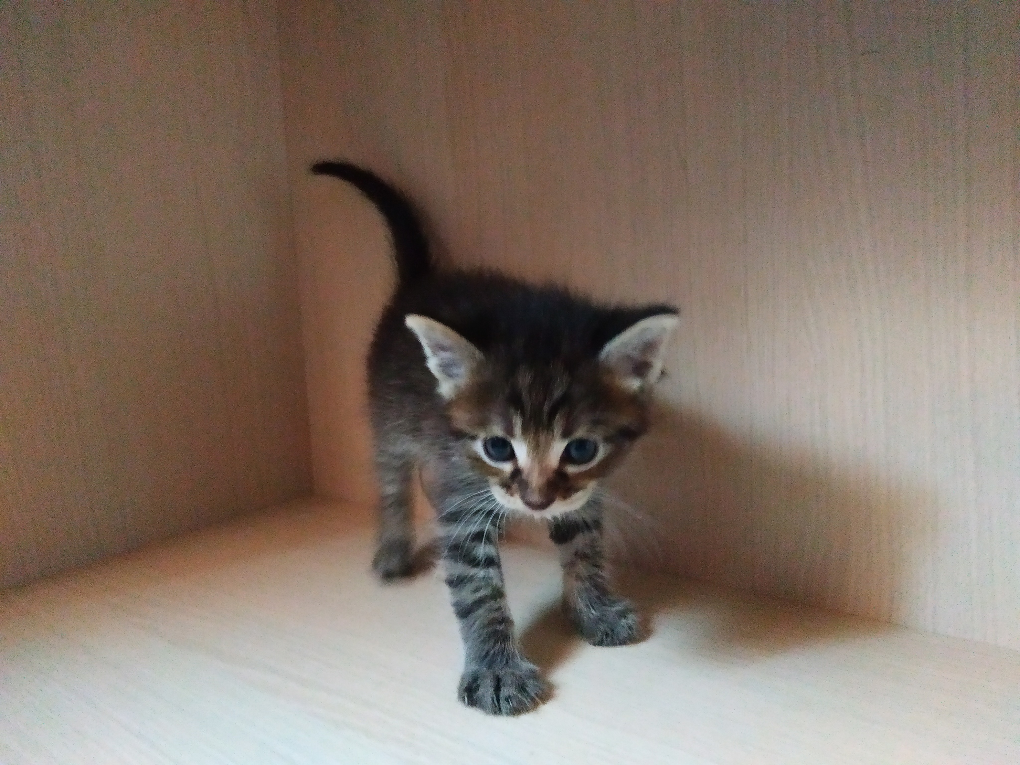 Kittens in good hands - My, In good hands, Kittens, Is free, Longpost, cat, Moscow region, No rating