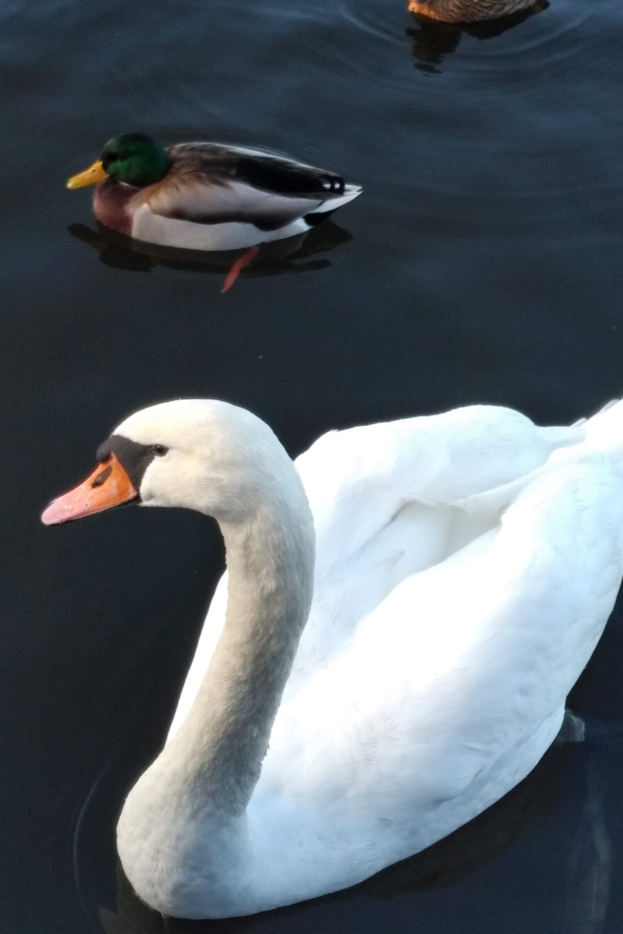 Free ducks. And swans - My, Is free, Prague, Vltava, Duck, Swans, Longpost, The photo