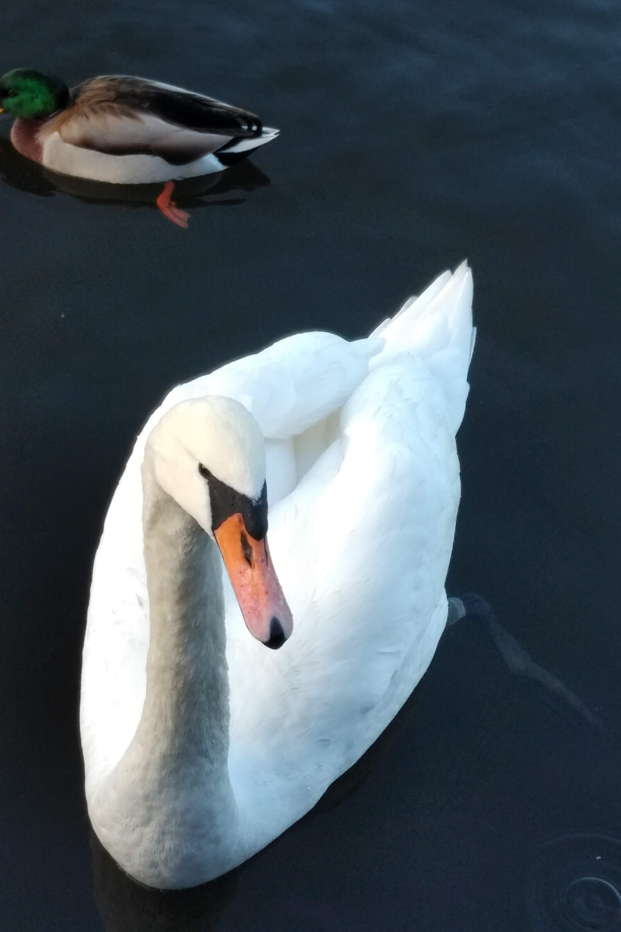 Free ducks. And swans - My, Is free, Prague, Vltava, Duck, Swans, Longpost, The photo