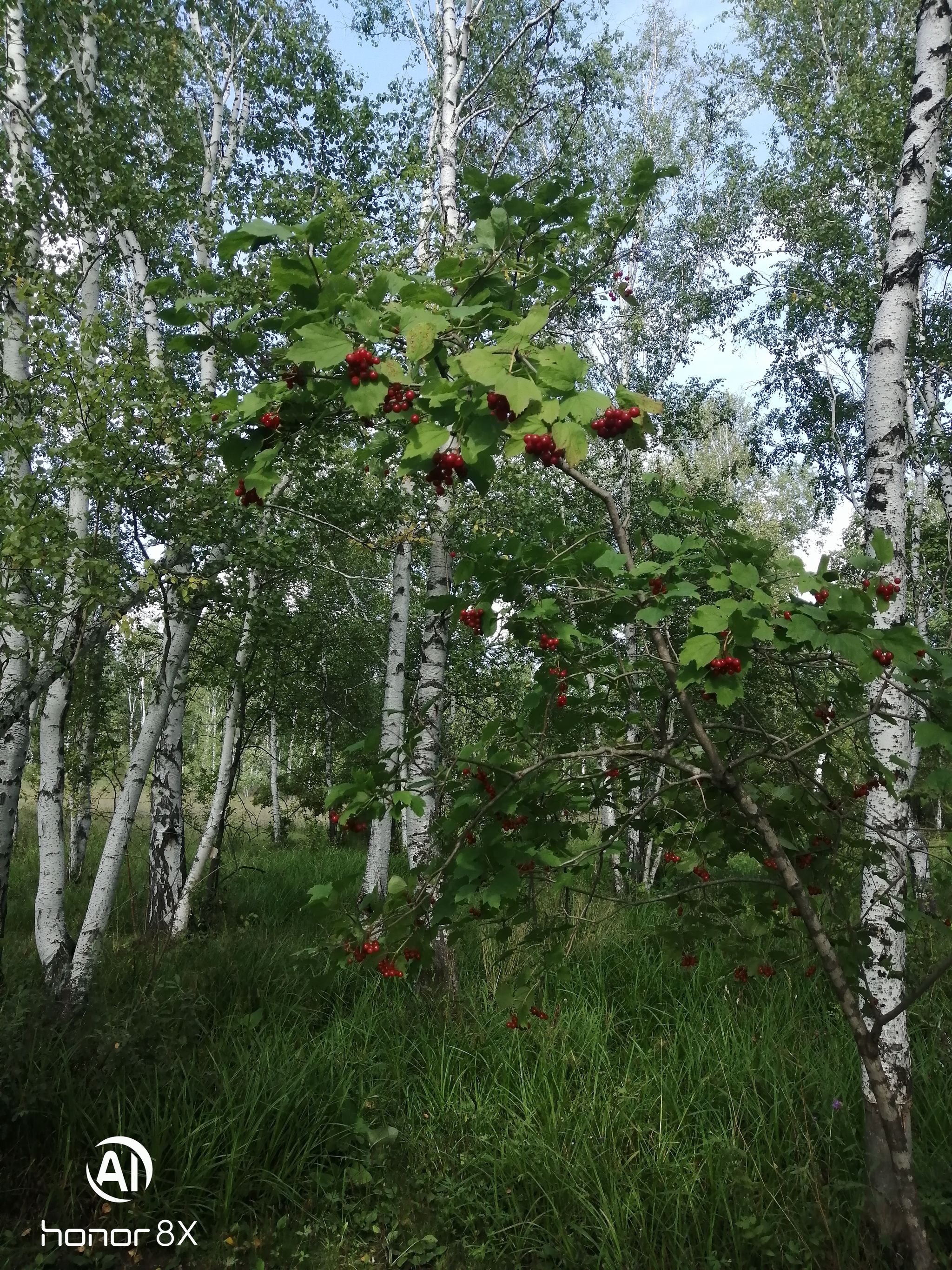 Forest, walk, beauty - My, Forest, Walk in the woods, Nature, Longpost