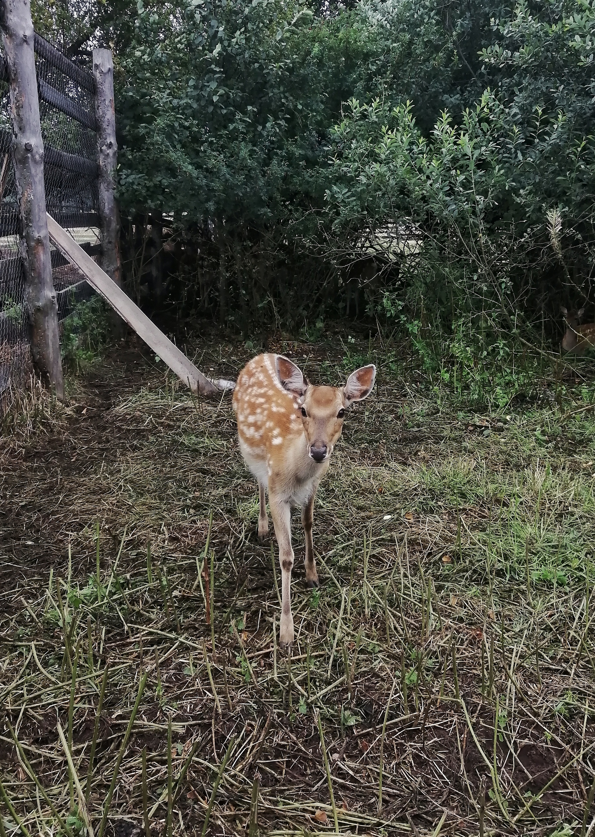 Maral farm in Tatarstan - My, Kazan, Maral, Deer, Farm, Nature, Tatarstan, Longpost