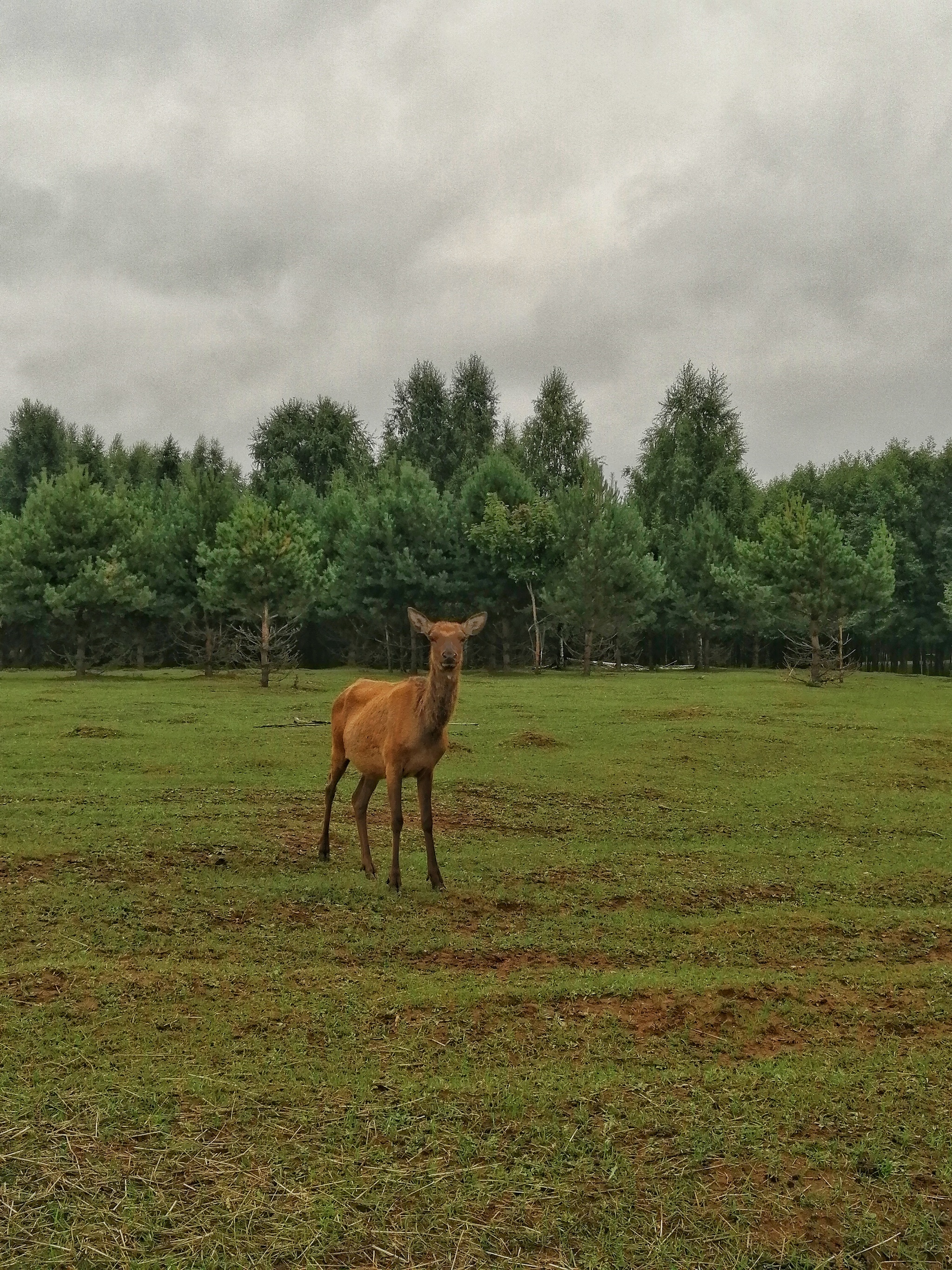 Maral farm in Tatarstan - My, Kazan, Maral, Deer, Farm, Nature, Tatarstan, Longpost