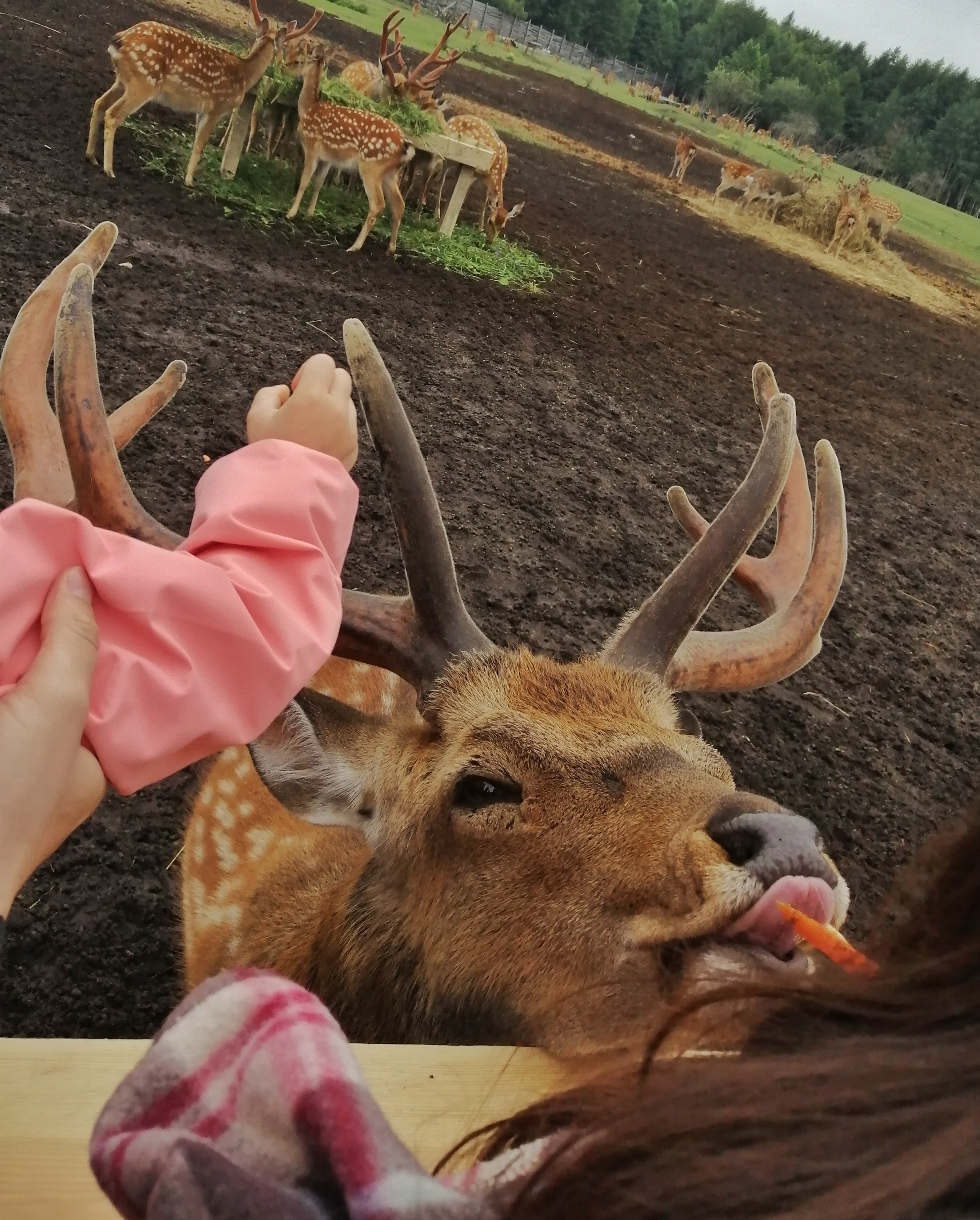 Maral farm in Tatarstan - My, Kazan, Maral, Deer, Farm, Nature, Tatarstan, Longpost