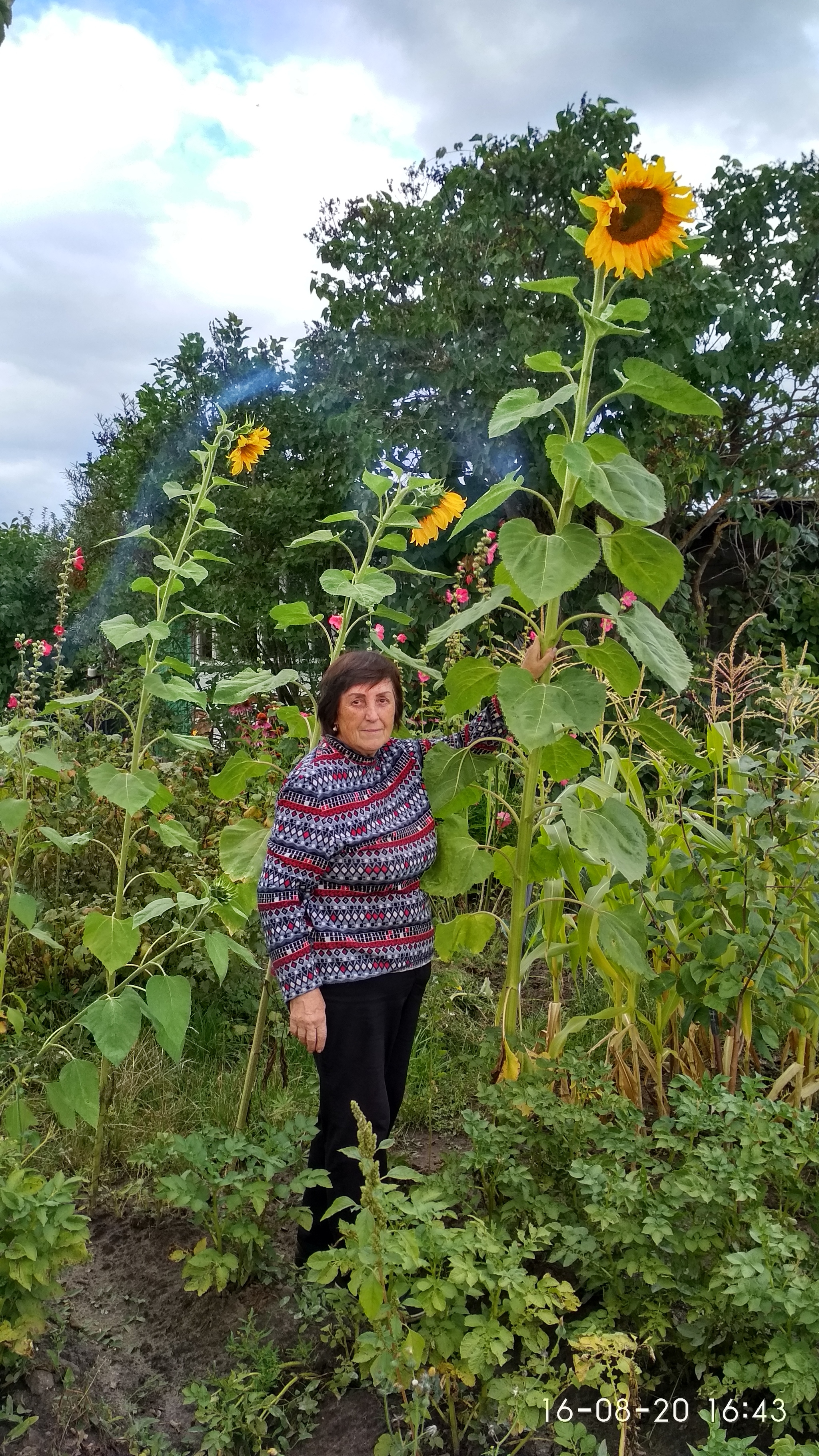 Grew up - My, Dacha, Flowers, Sunflower