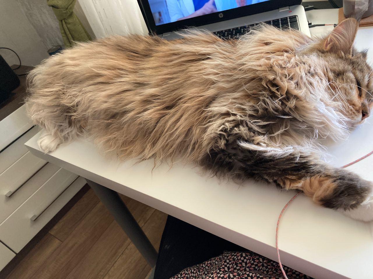 Cat and table - My, cat, Maine Coon, Longpost