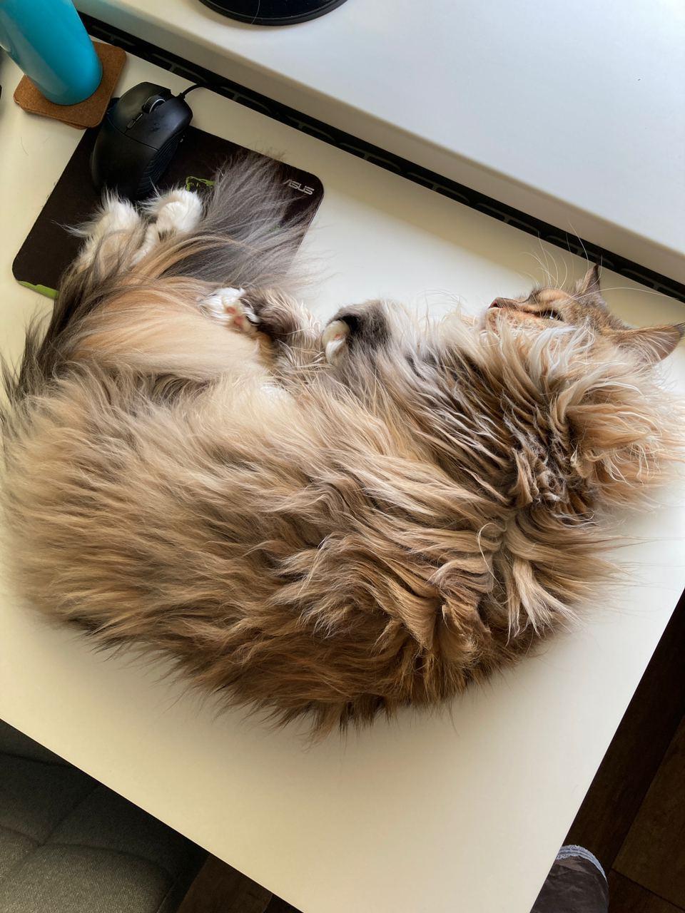 Cat and table - My, cat, Maine Coon, Longpost