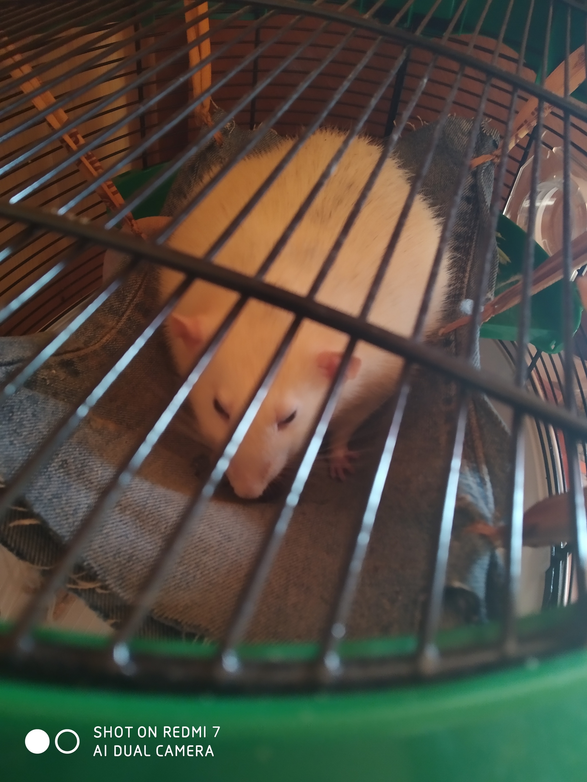 Plum snack - My, Rat, Milota, Longpost