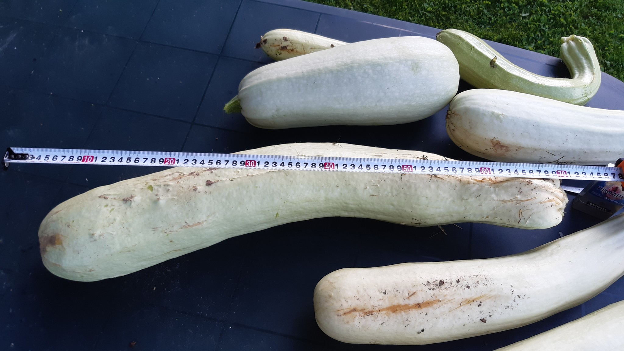 Pikabushnik zucchini and even more - My, Dacha, Mother-in-law, Harvest, 49 and 5