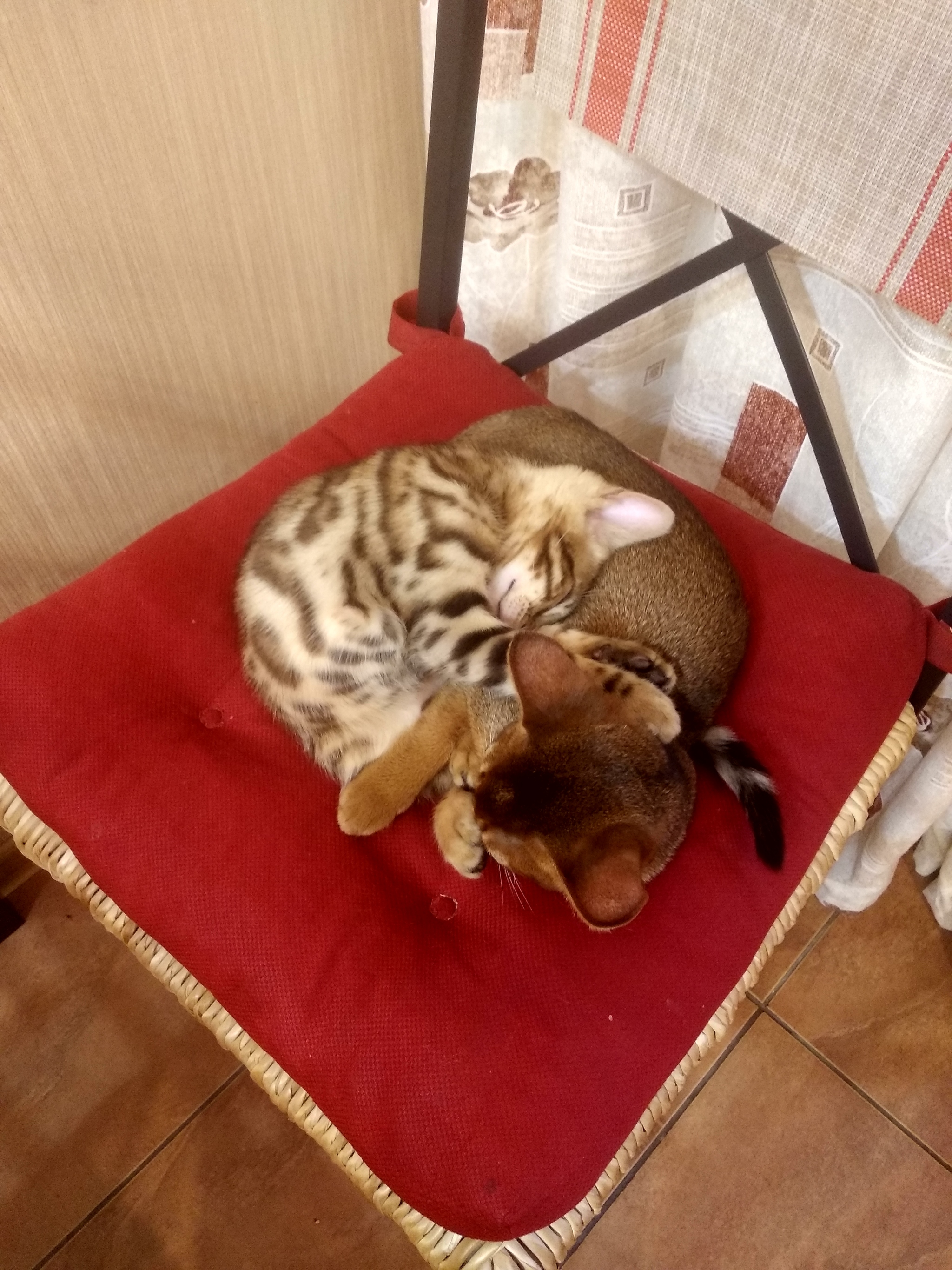 Cat days - My, Abyssinian cat, Bengal cat, Kittens, Longpost, cat