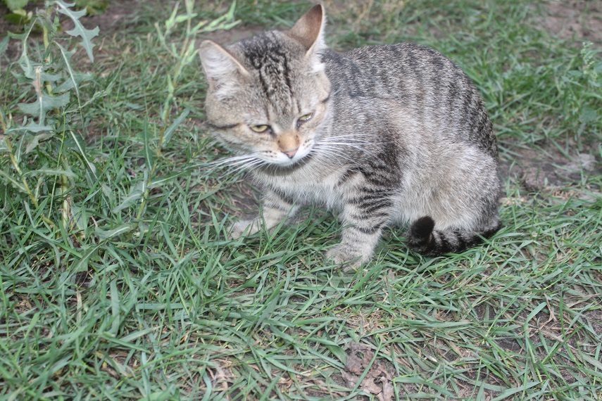 Life of the home shelter Kotoland 245 - My, cat, Shelter, Kindness, Lipetsk, Shelter Cotoland, Help, In good hands, Longpost