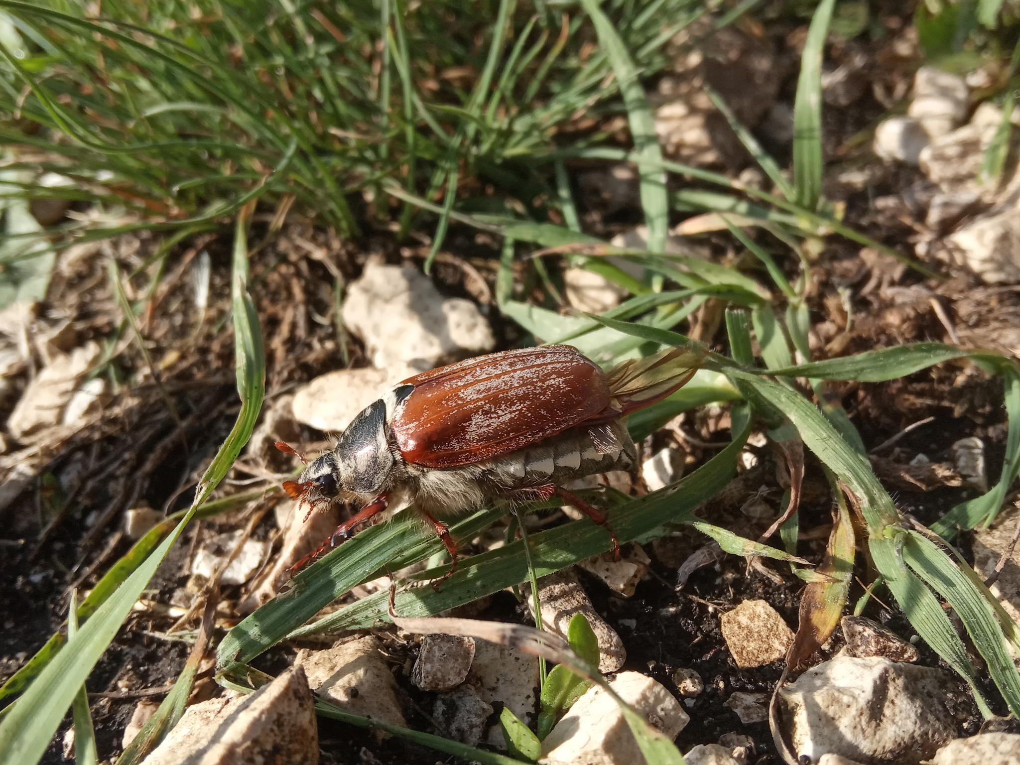 Little things around us - My, The nature of Russia, Жуки, Insects, Red Book, Interesting, Longpost