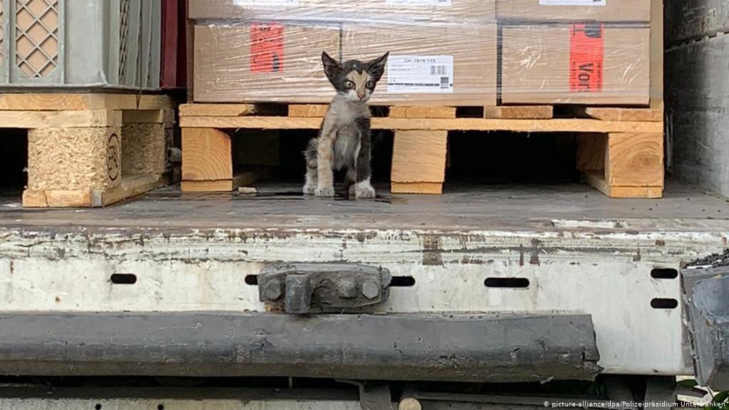 The cat traveled as a hare from Tunisia to Germany in a sealed truck - cat, Travels, The rescue, Stowaways