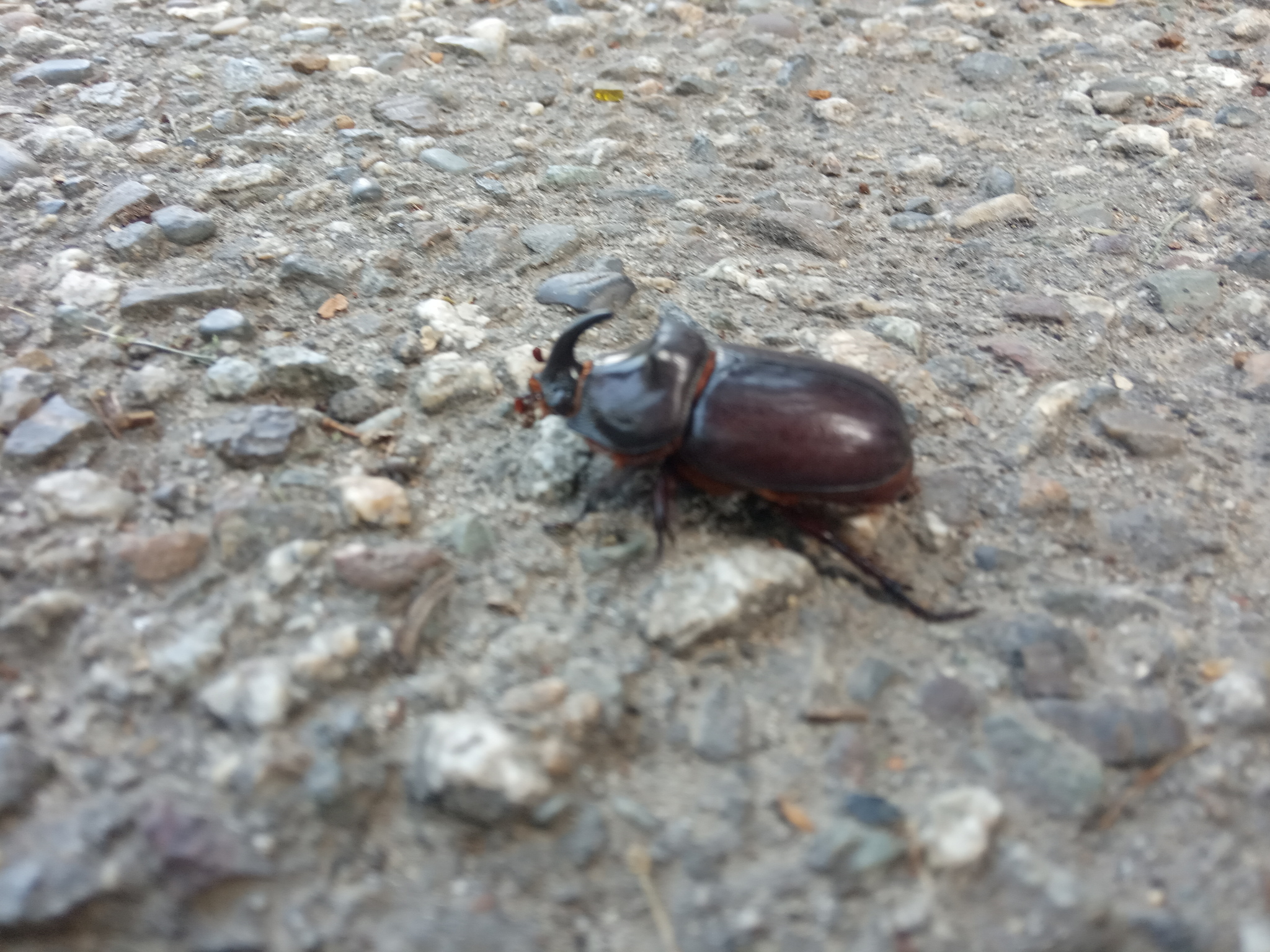 Little things around us - My, The nature of Russia, Жуки, Insects, Red Book, Interesting, Longpost