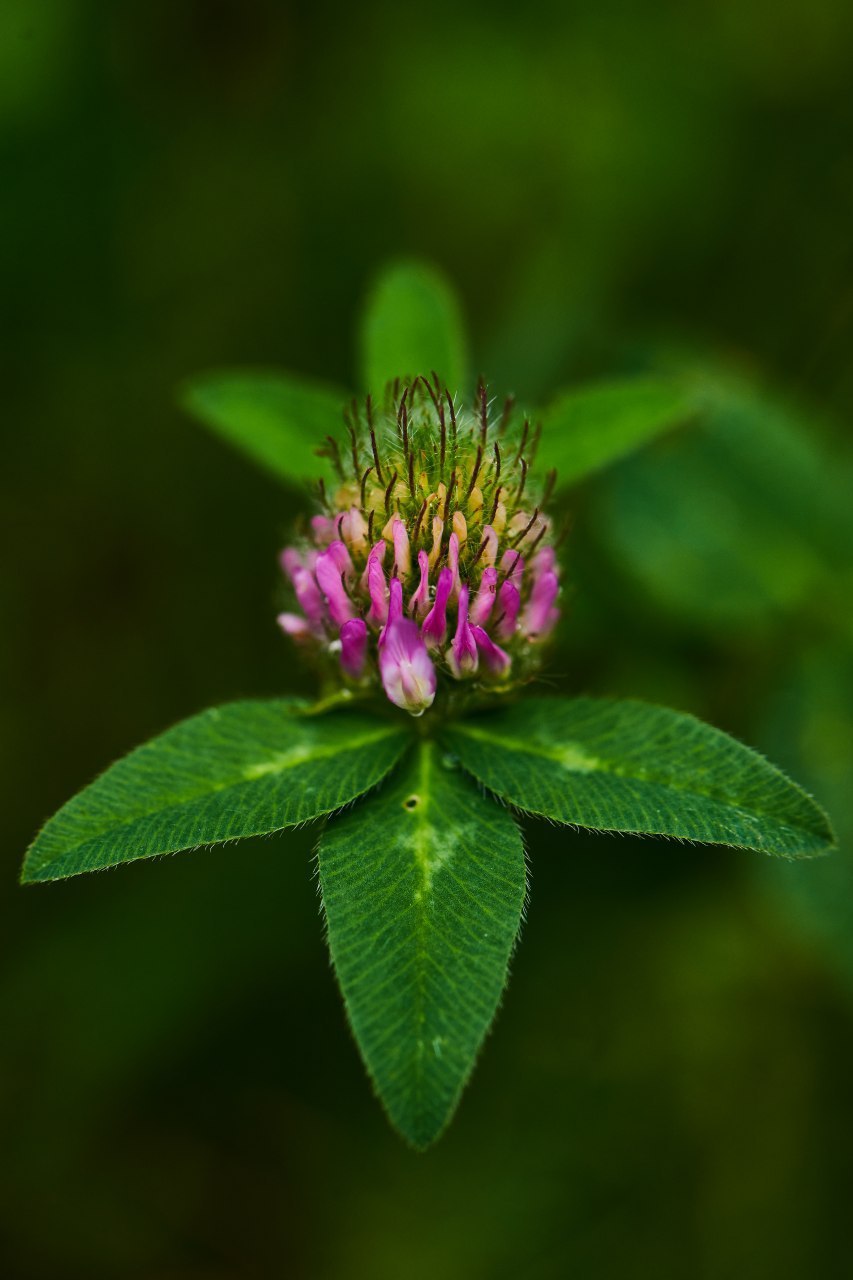 Flowers of Arkhyz - My, Caucasus, Arkhyz, The photo, Russia, Travel across Russia, Longpost