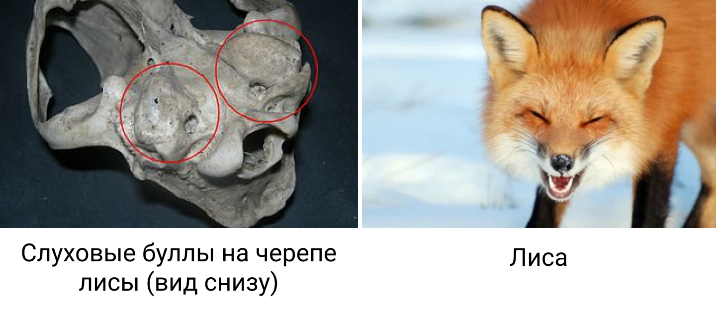 If a hyena is a cat, then a walrus is a dog? - My, Hyena, Biology, Informative, Longpost, Systematics, Classification, Name, Animals, Screenshot