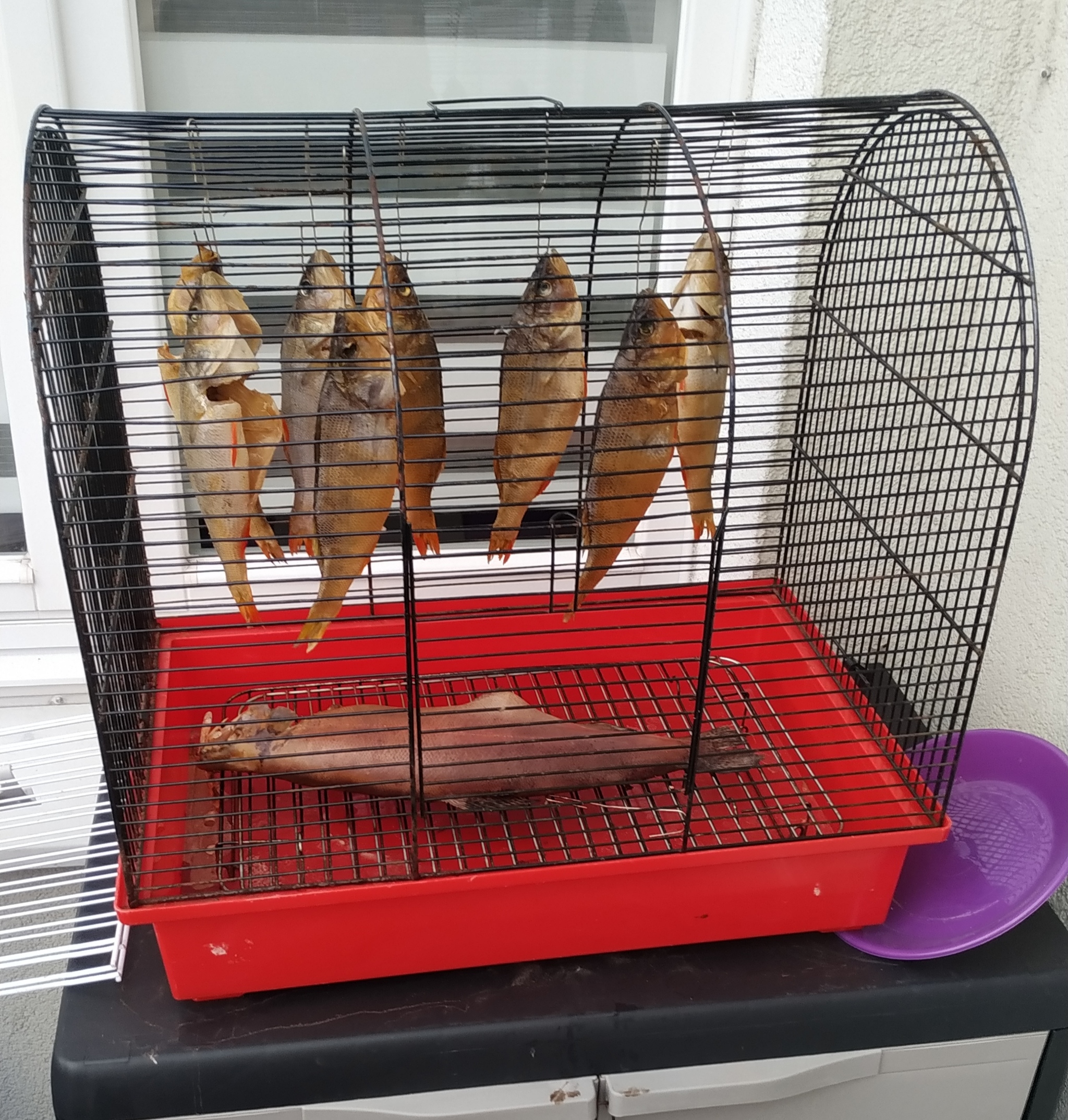 Dried, salted fish cage - My, A fish, Drying, Cell