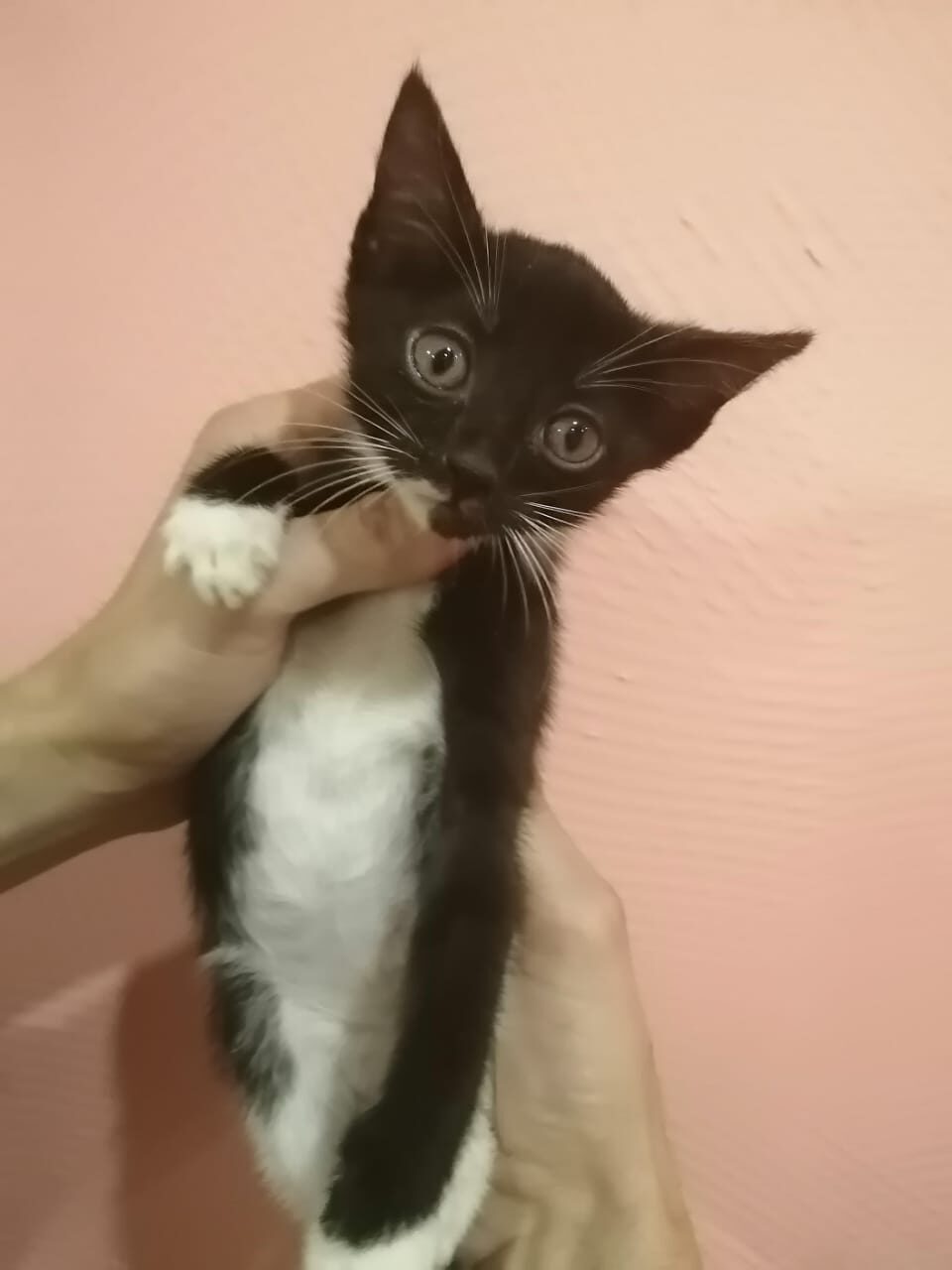 Big-eyed, big-eared, tiny miracle in good hands! - Kittens, Moscow, Lost, Longpost, Help, I will give, No rating, cat, In good hands