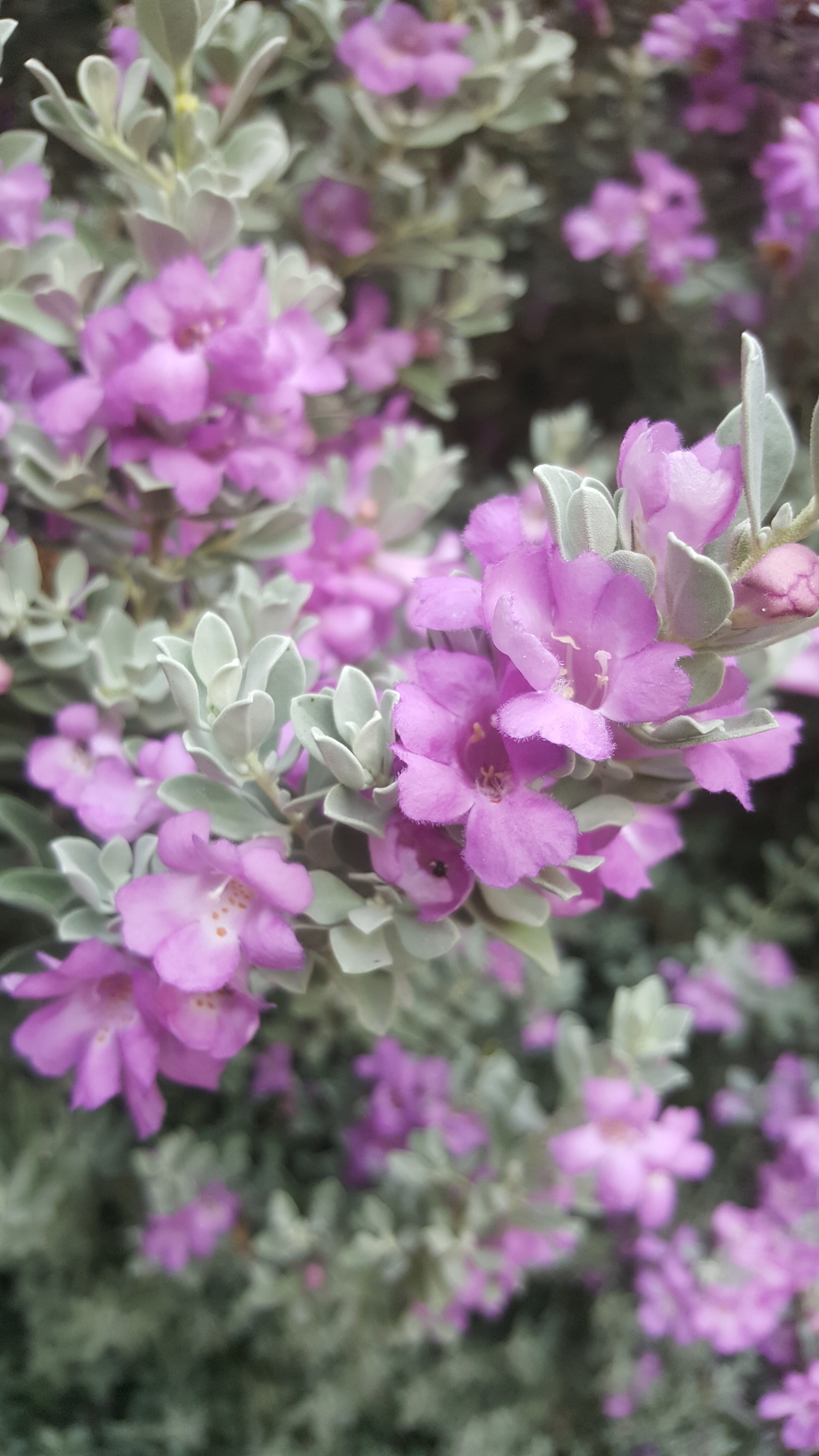 Blooming Leucophyllum frutescens - My, Plants, Flowers, honey plant, Good morning, Nature, Longpost