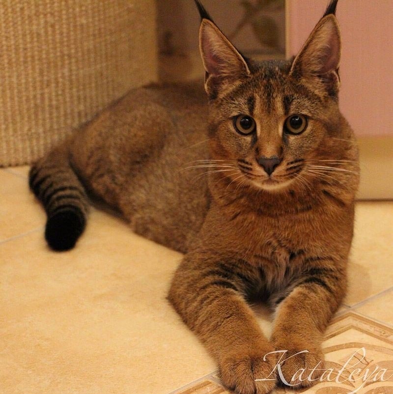 Kara... who? - cat, Breed, Caracal, Zoo, Hybrid