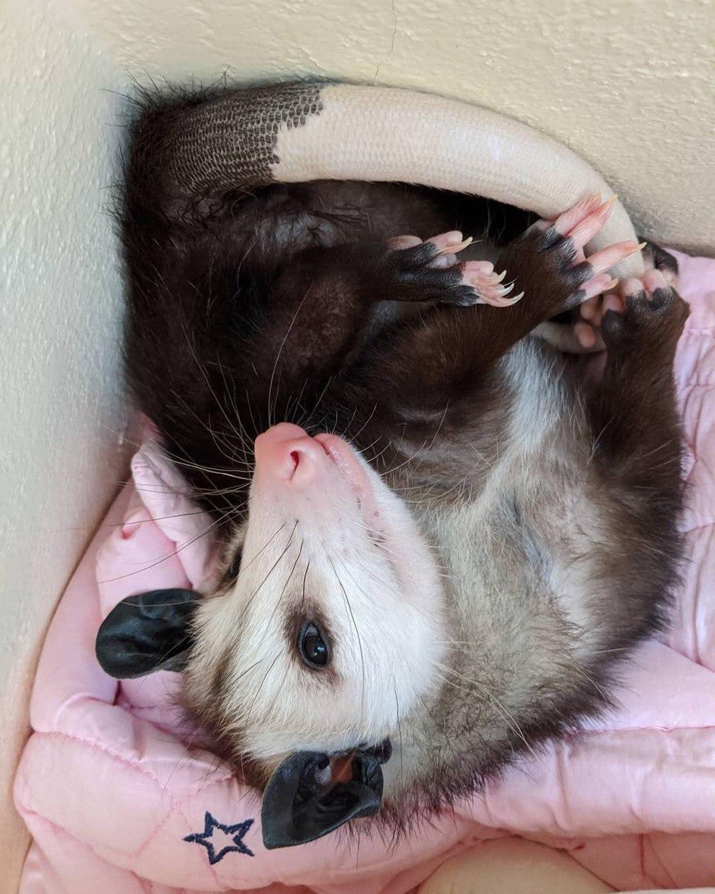 I'm lying here so beautiful - Opossum, Animals, Milota