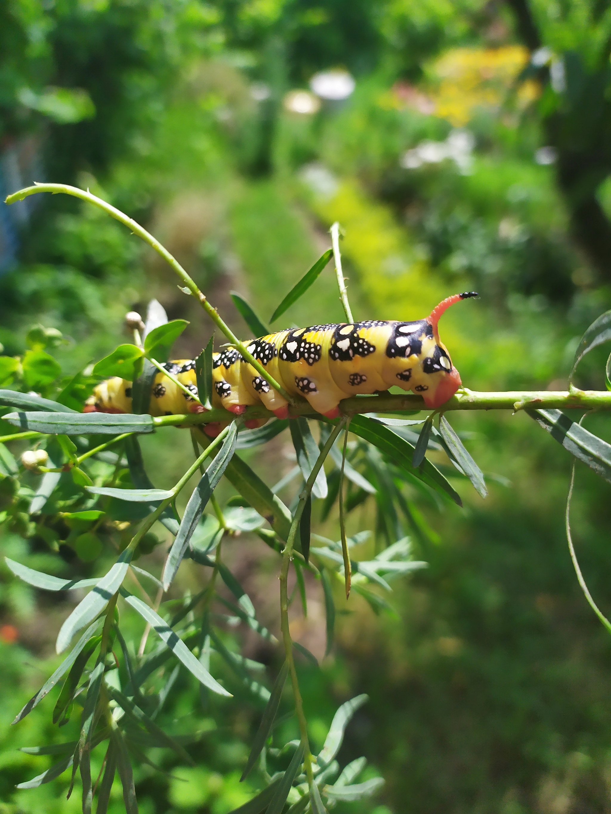 Caterpillar - My, Caterpillar, The photo, Nature, Snail, Longpost