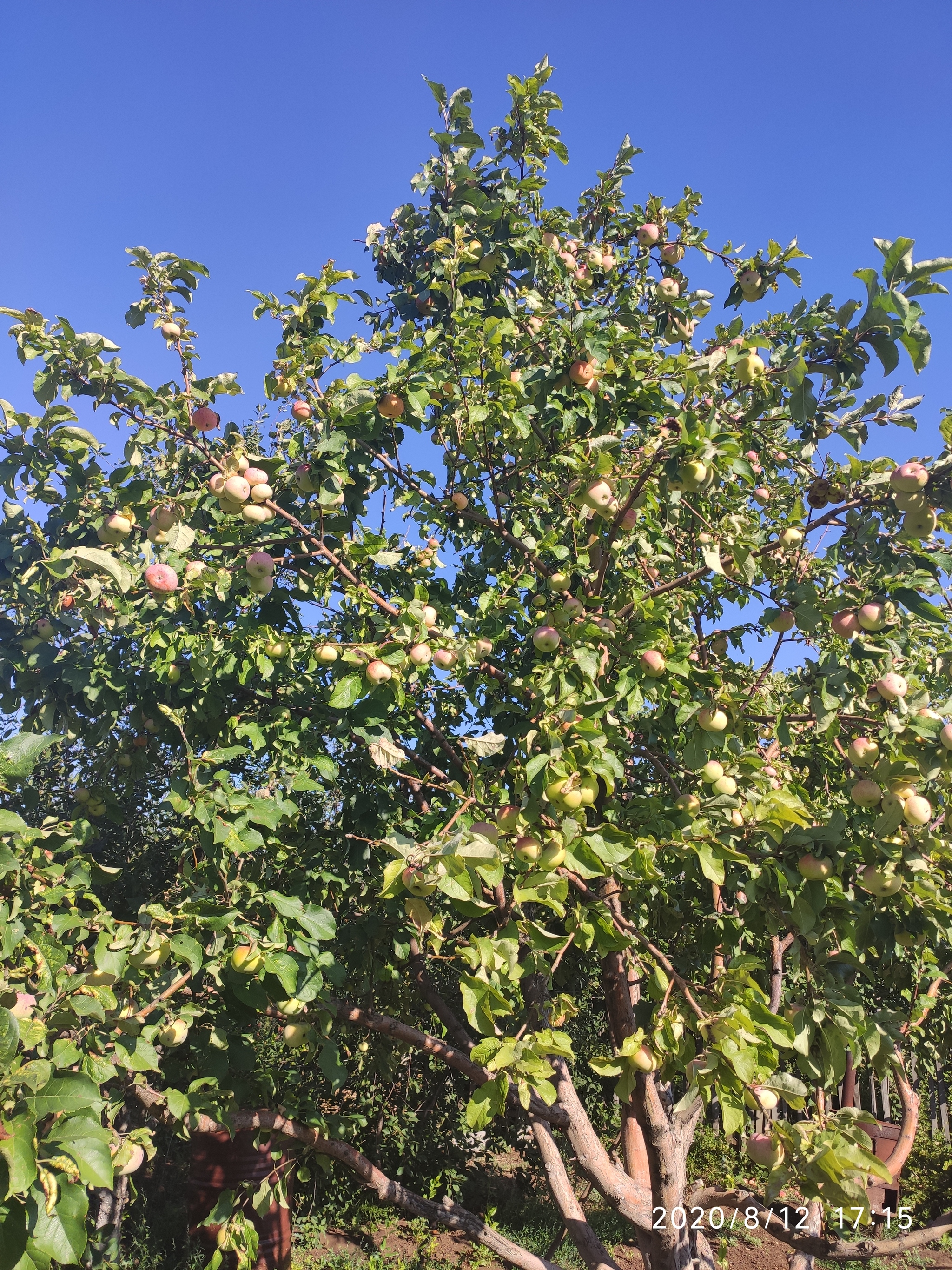 Tell me what kind of apples it is and how to deal with pests - My, Dacha, Apples, Pests, Longpost