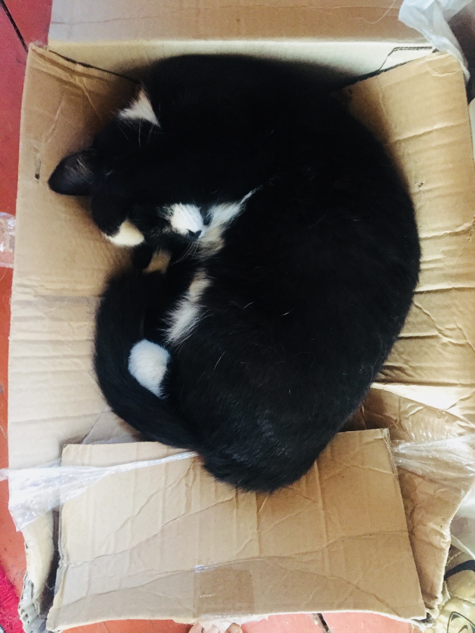 Are you comfortable? - cat, Dream, Healthy sleep, Box, Box and cat, Longpost