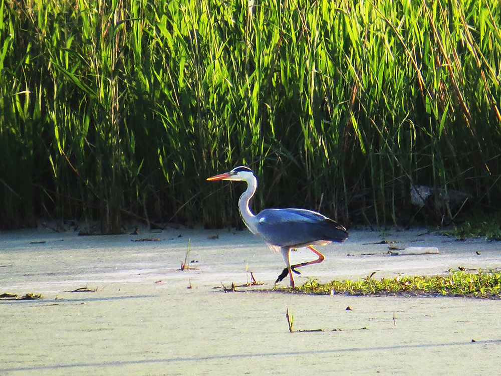 GRAY HERON - My, Heron, Gray heron, Ornithology, Birds, Nature, Moscow region, Schelkovo, Video, Longpost