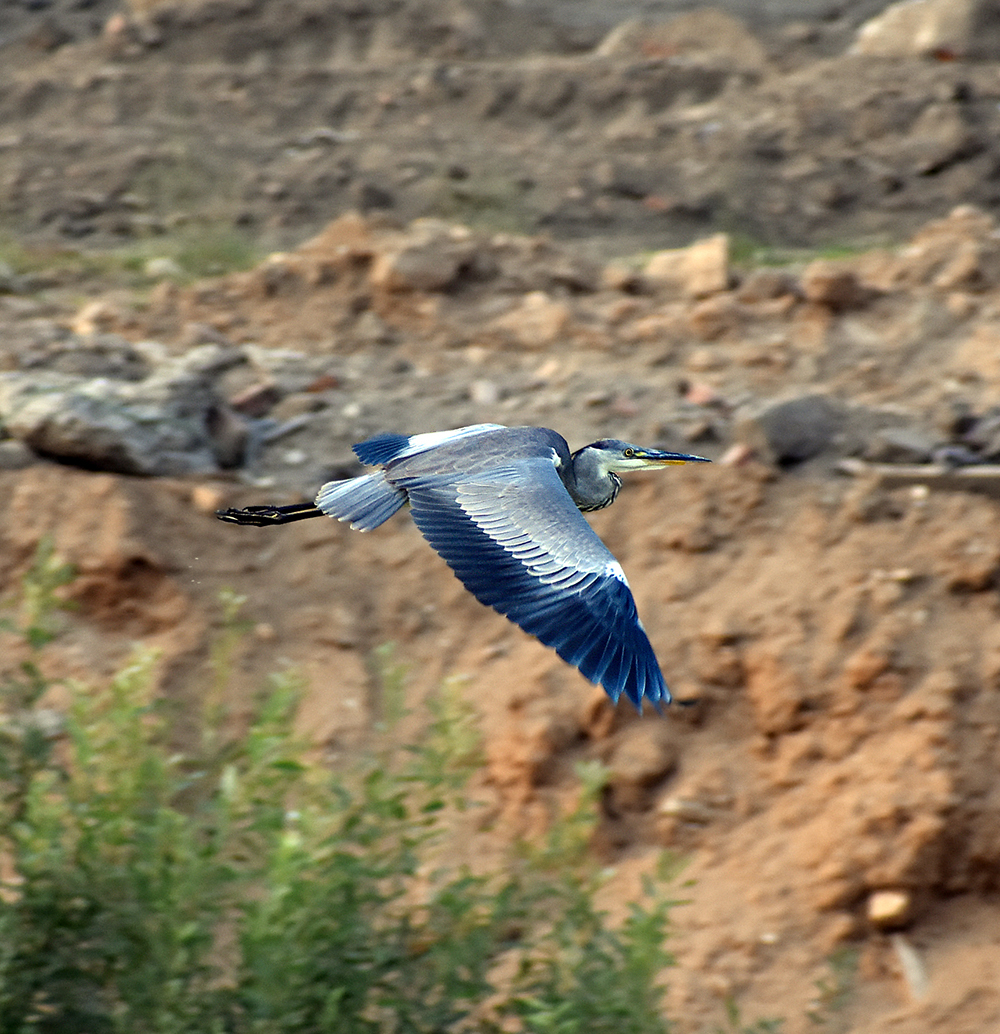 GRAY HERON - My, Heron, Gray heron, Ornithology, Birds, Nature, Moscow region, Schelkovo, Video, Longpost