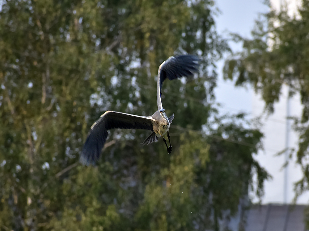 GRAY HERON - My, Heron, Gray heron, Ornithology, Birds, Nature, Moscow region, Schelkovo, Video, Longpost