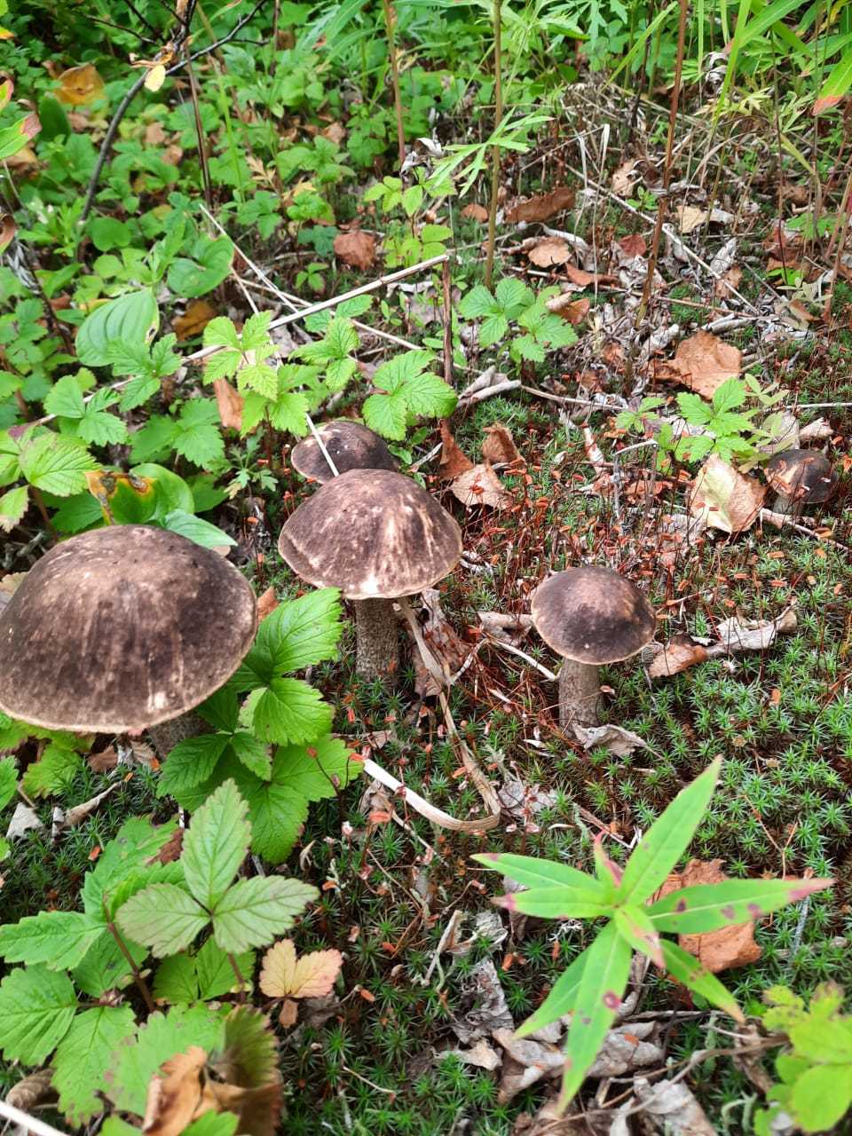 Silent hunting in Kamchatka - My, Silent hunt, Kamchatka, The photo, Mushrooms, Longpost