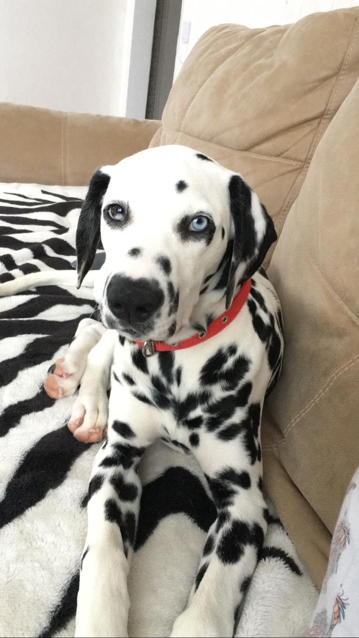 The story of a new friend - My, Dalmatian, Dog, Sport, Tourism, Travels, friendship, 101 dalmatians, Longpost, Life stories