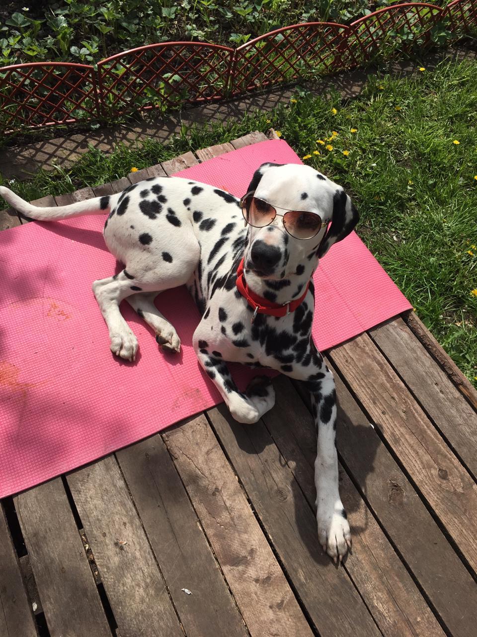 The story of a new friend - My, Dalmatian, Dog, Sport, Tourism, Travels, friendship, 101 dalmatians, Longpost, Life stories