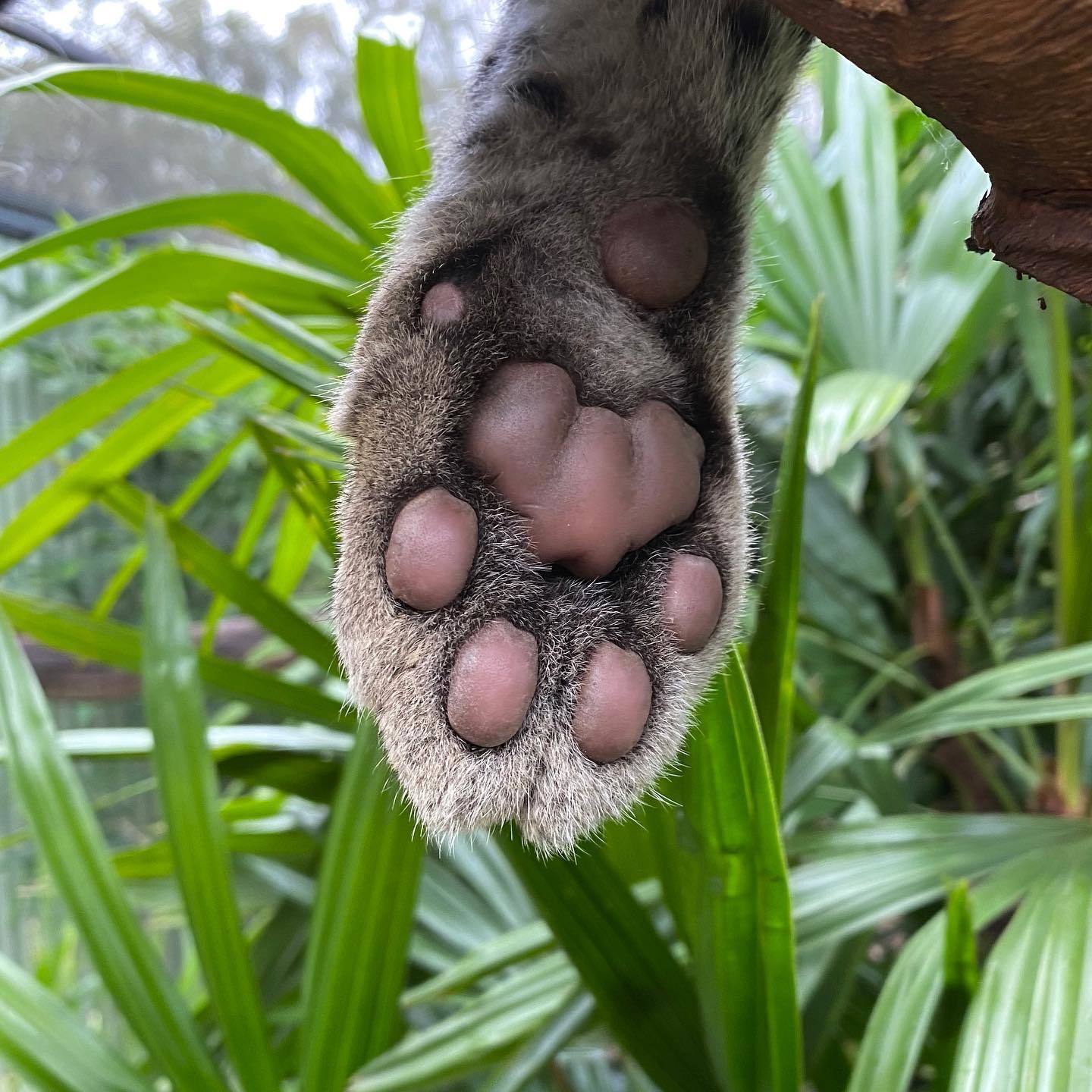 Clouded leopard pads - Paws, Longpost, The photo, Animals, Clouded leopard, Cat family, Wild animals, Cat pads