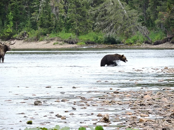 Fight in the Perm region: a bear attacked a moose! - The Bears, Elk, Fight, Perm Territory, Reserves and sanctuaries, Wild animals, wildlife, Longpost, Negative