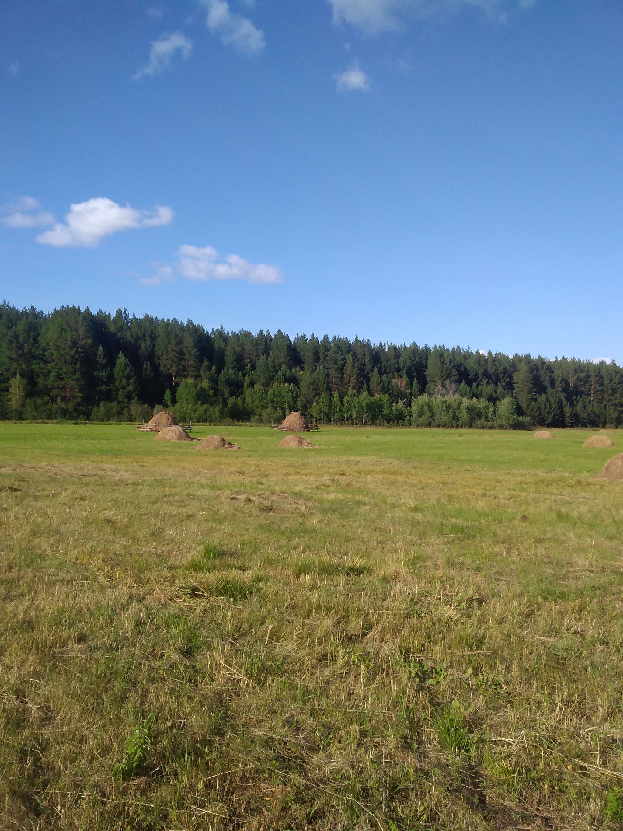 Collecting honey in a small apiary in Siberia - My, Friday tag is mine, Honey, Bees, Longpost