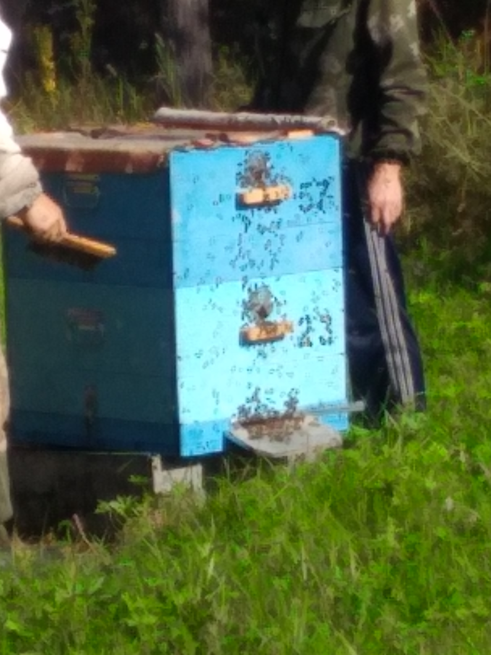 Collecting honey in a small apiary in Siberia - My, Friday tag is mine, Honey, Bees, Longpost