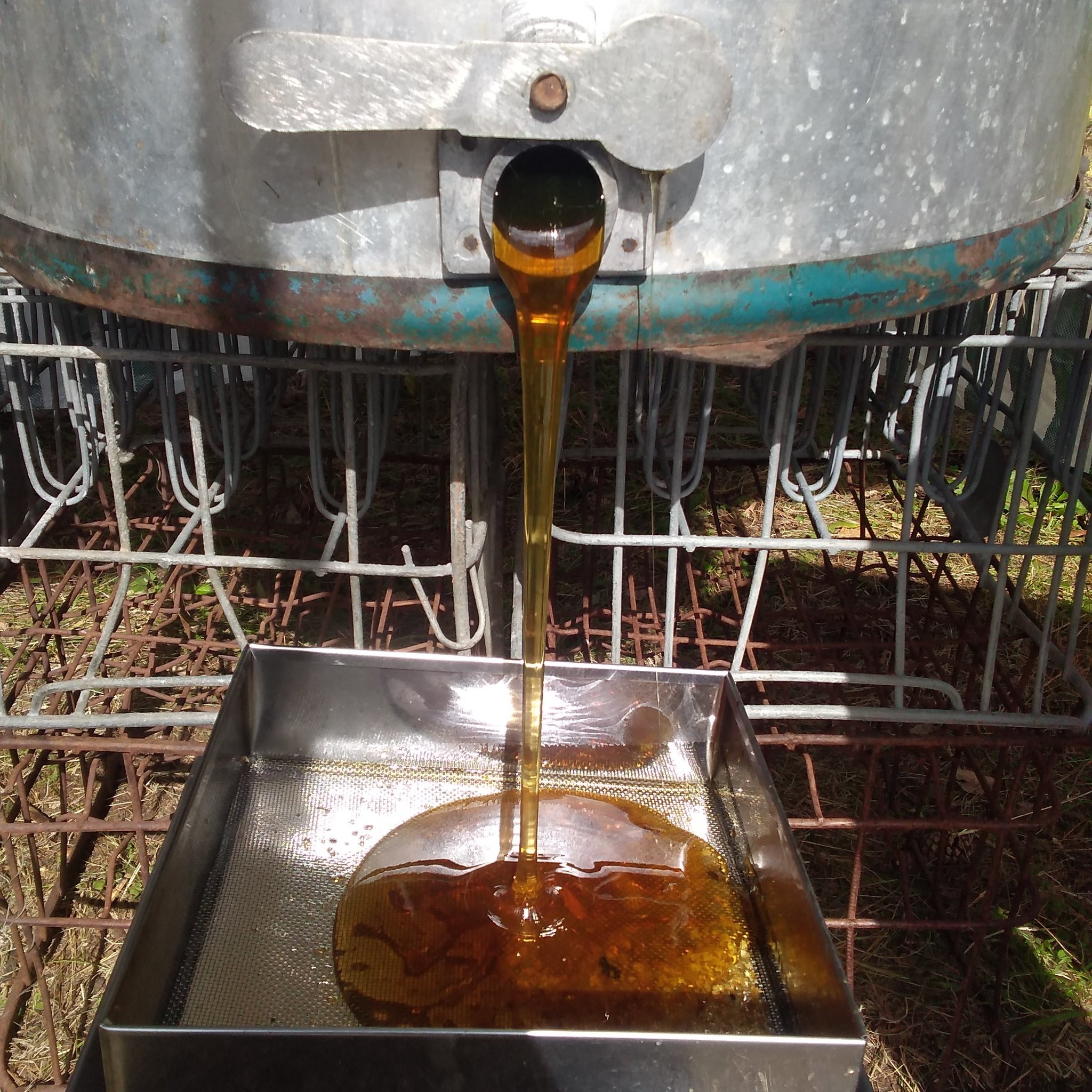 Collecting honey in a small apiary in Siberia - My, Friday tag is mine, Honey, Bees, Longpost