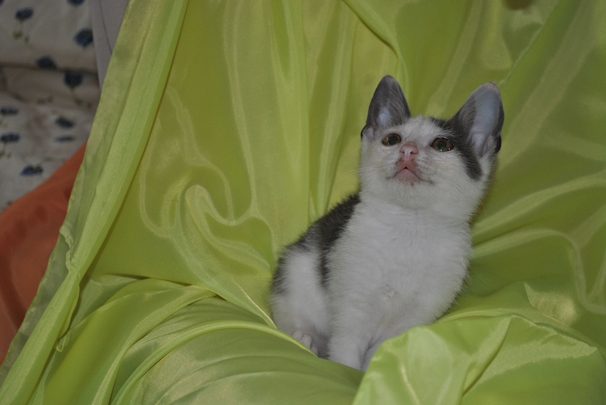 Moscow Zelenograd kitten looking for a home - My, No rating, cat, Moscow, Zelenograd, In good hands, Pet, Animals, Pets, Longpost